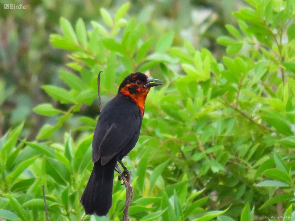 Amblyramphus holosericeus