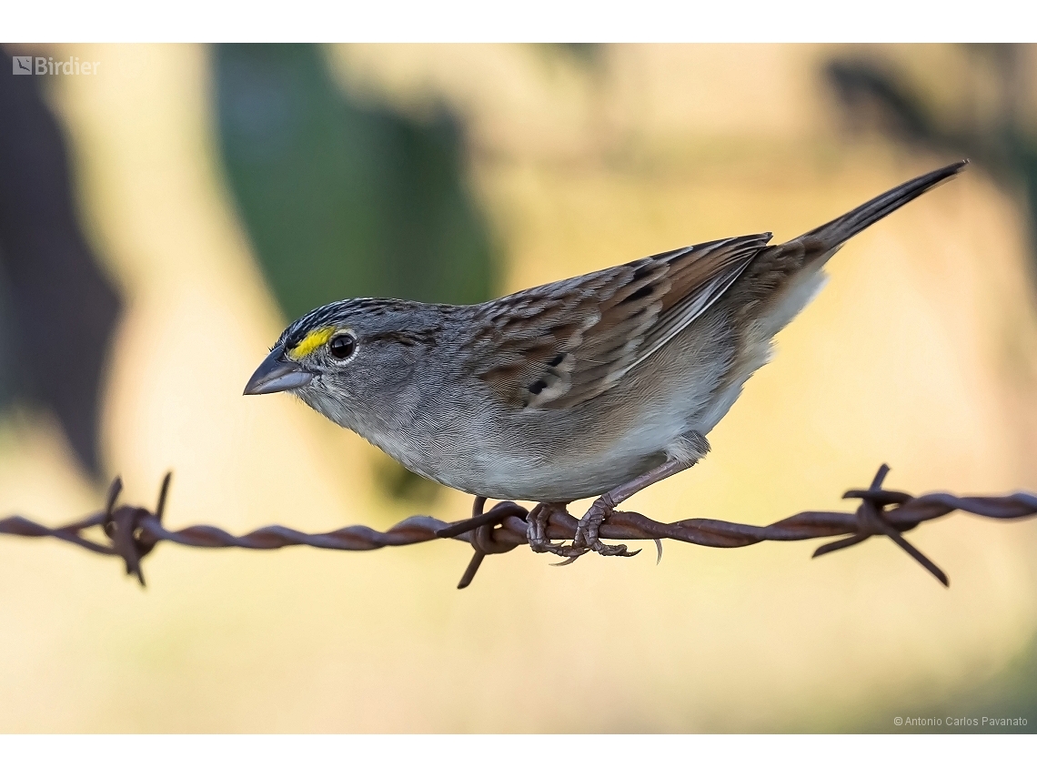 Ammodramus humeralis