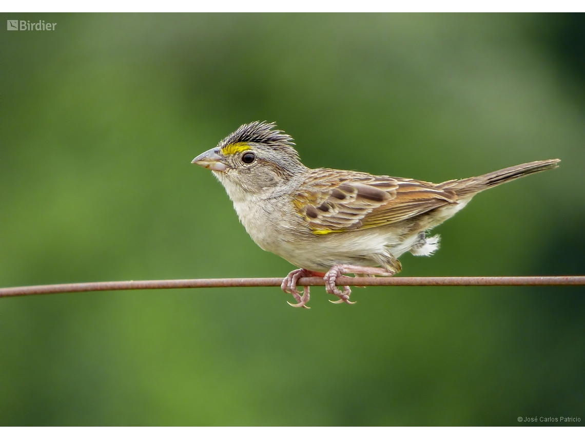 Ammodramus humeralis