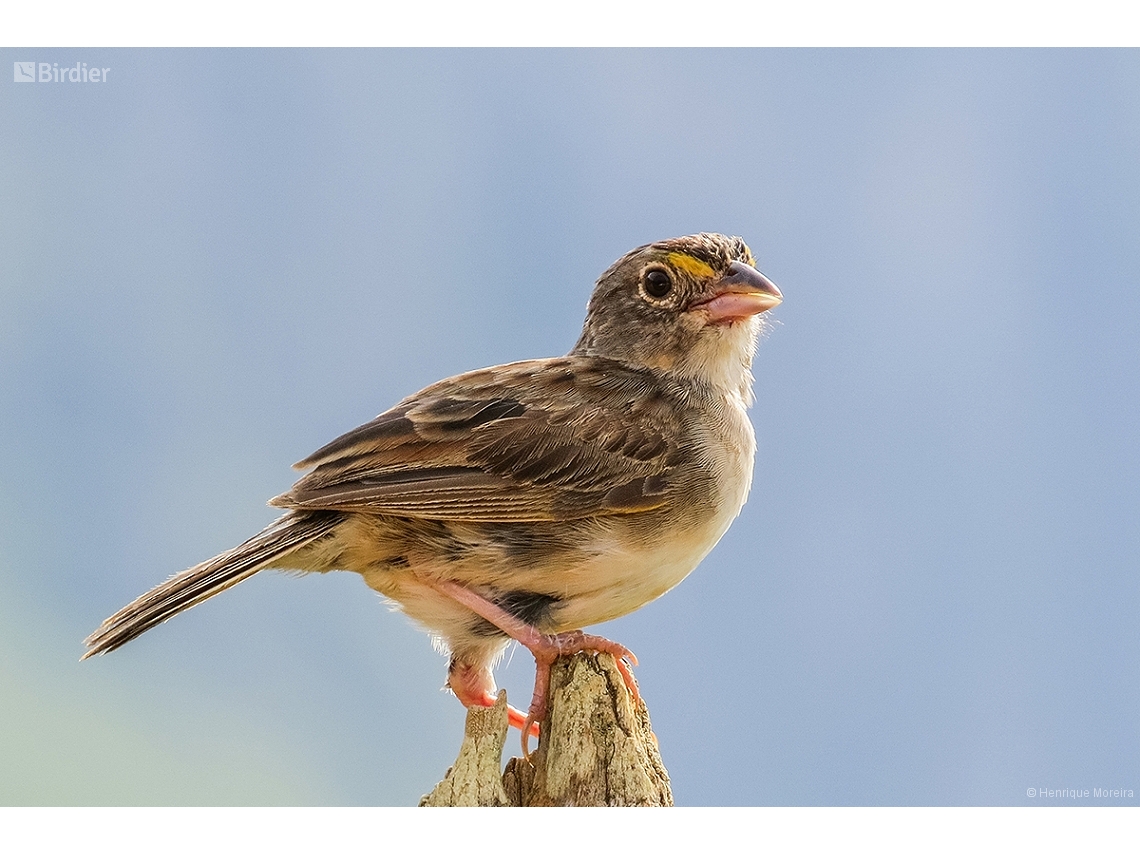 Ammodramus humeralis