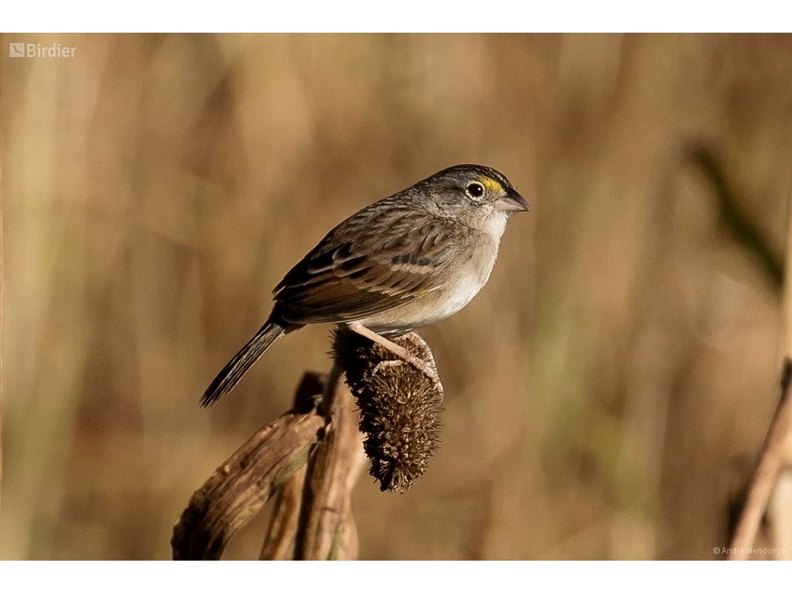 Ammodramus humeralis