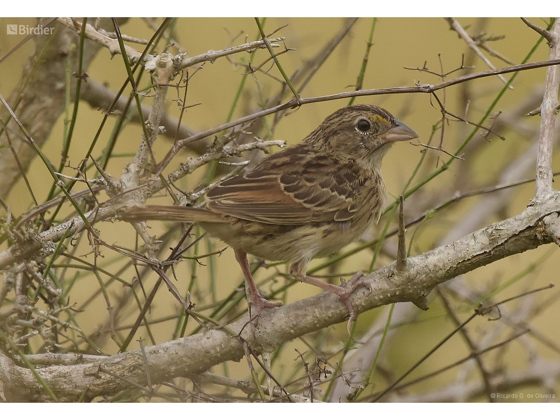 Ammodramus humeralis