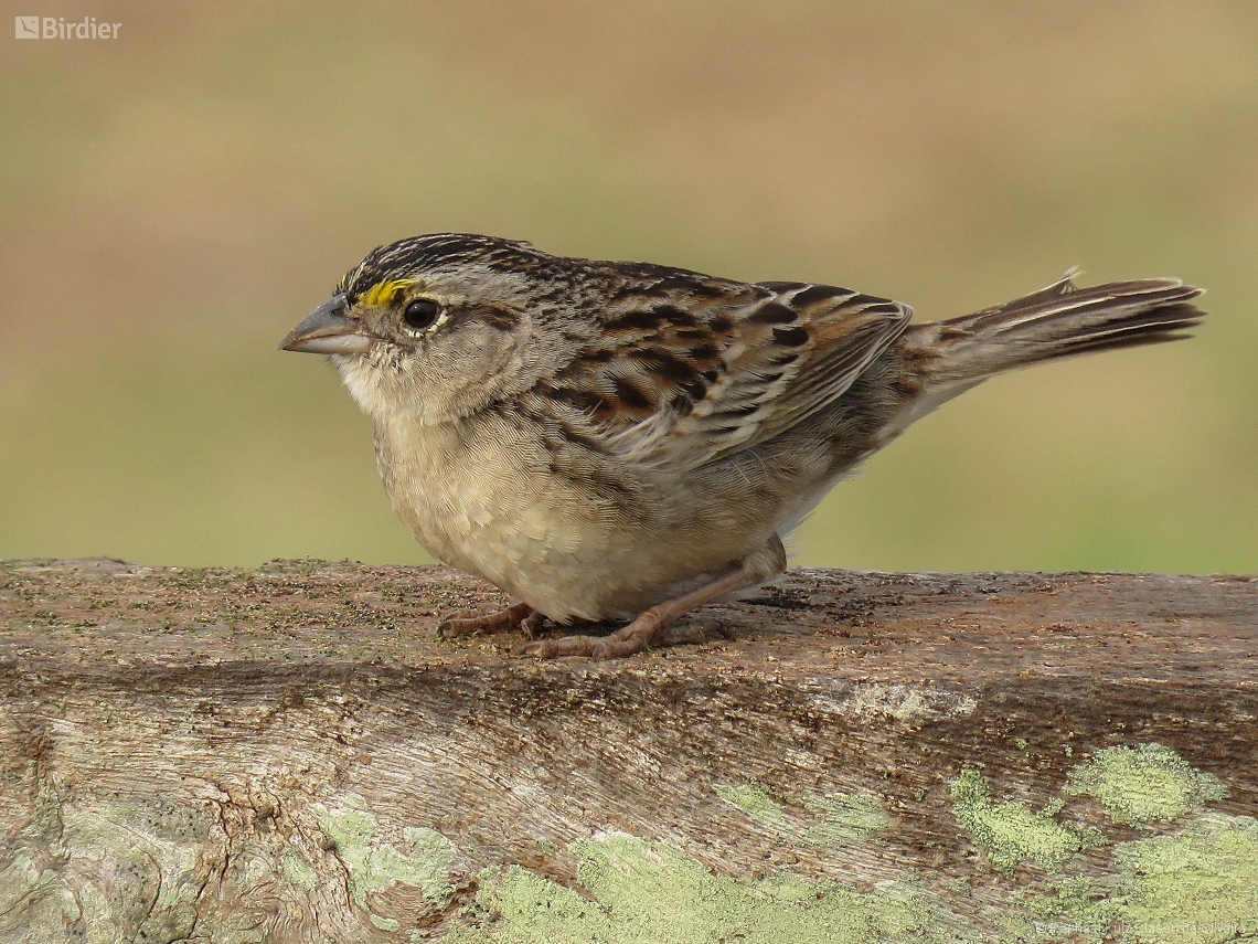 Ammodramus humeralis