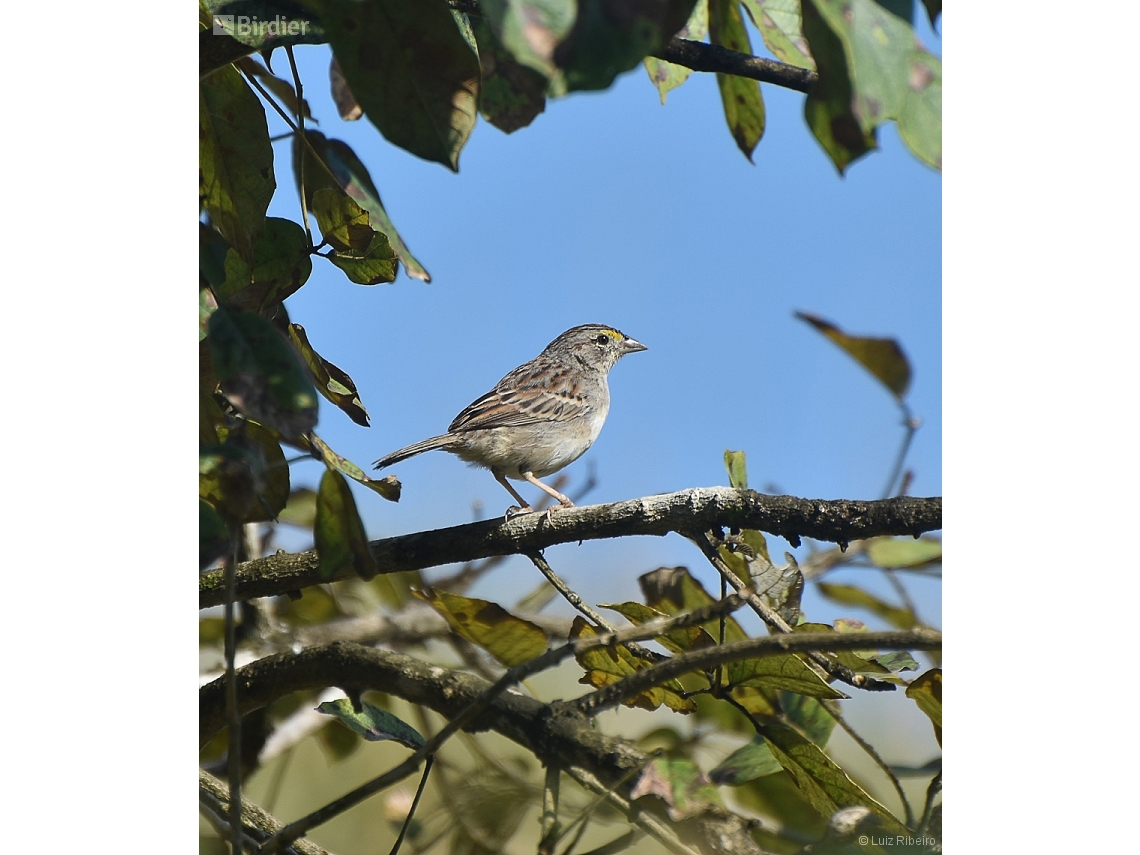 Ammodramus humeralis