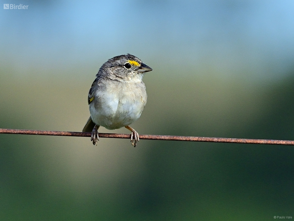 Ammodramus humeralis