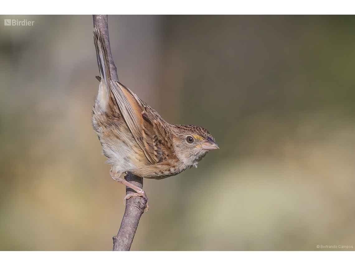 Ammodramus humeralis
