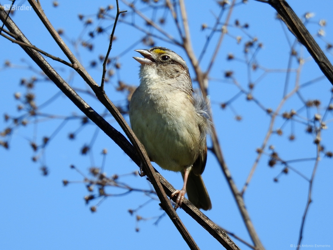 Ammodramus humeralis