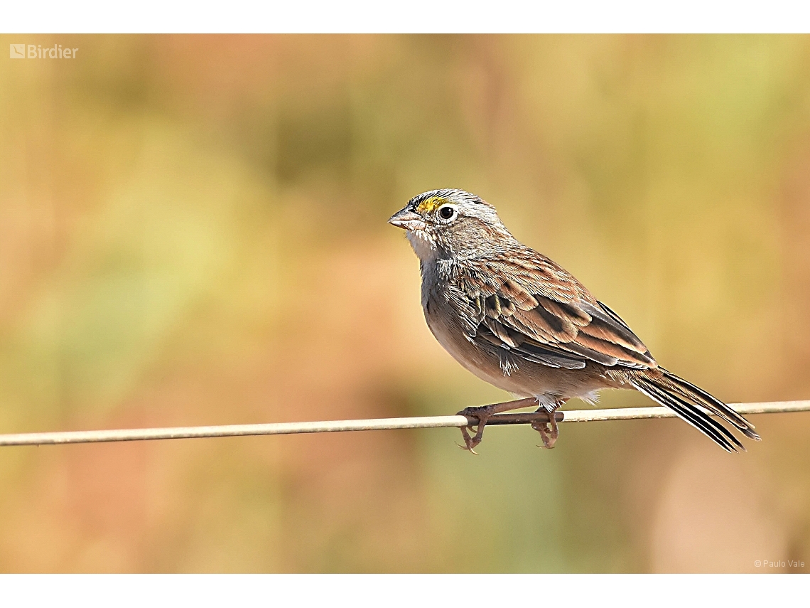 Ammodramus humeralis