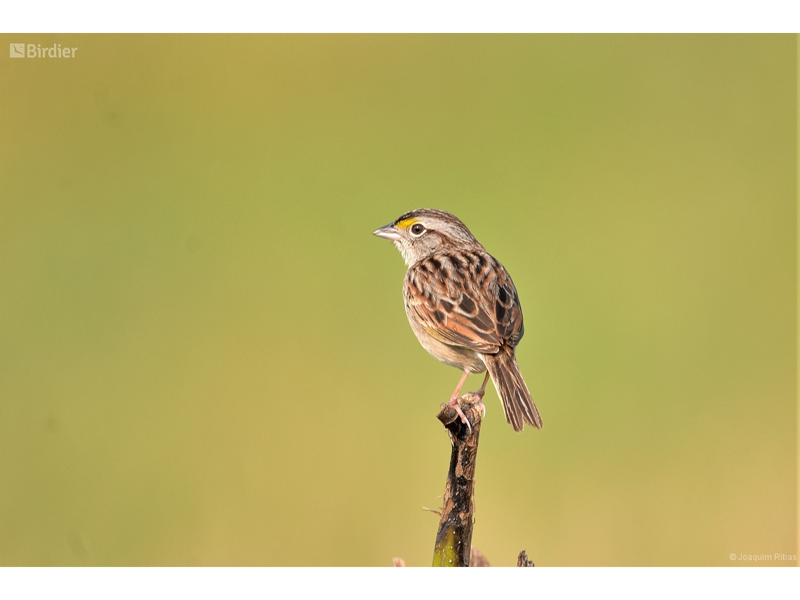 Ammodramus humeralis