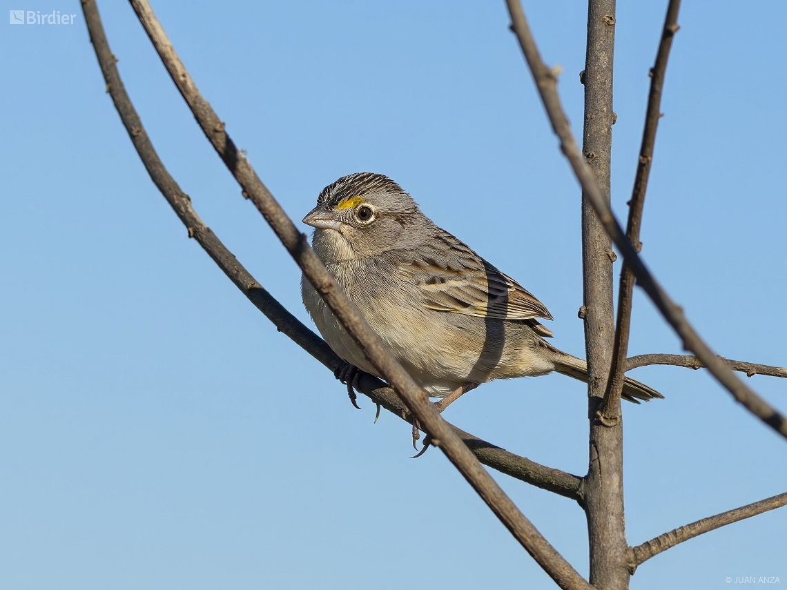Ammodramus humeralis