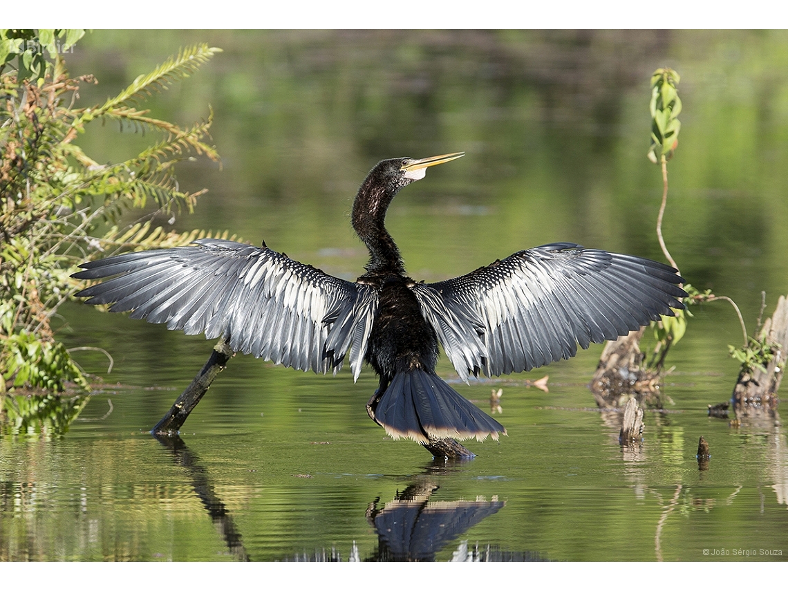 Anhinga anhinga