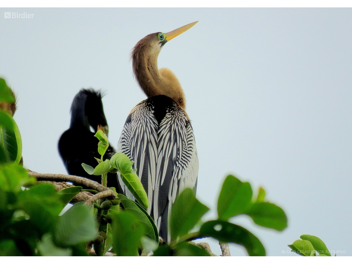 Anhinga anhinga