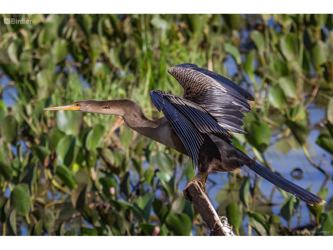 Anhinga anhinga