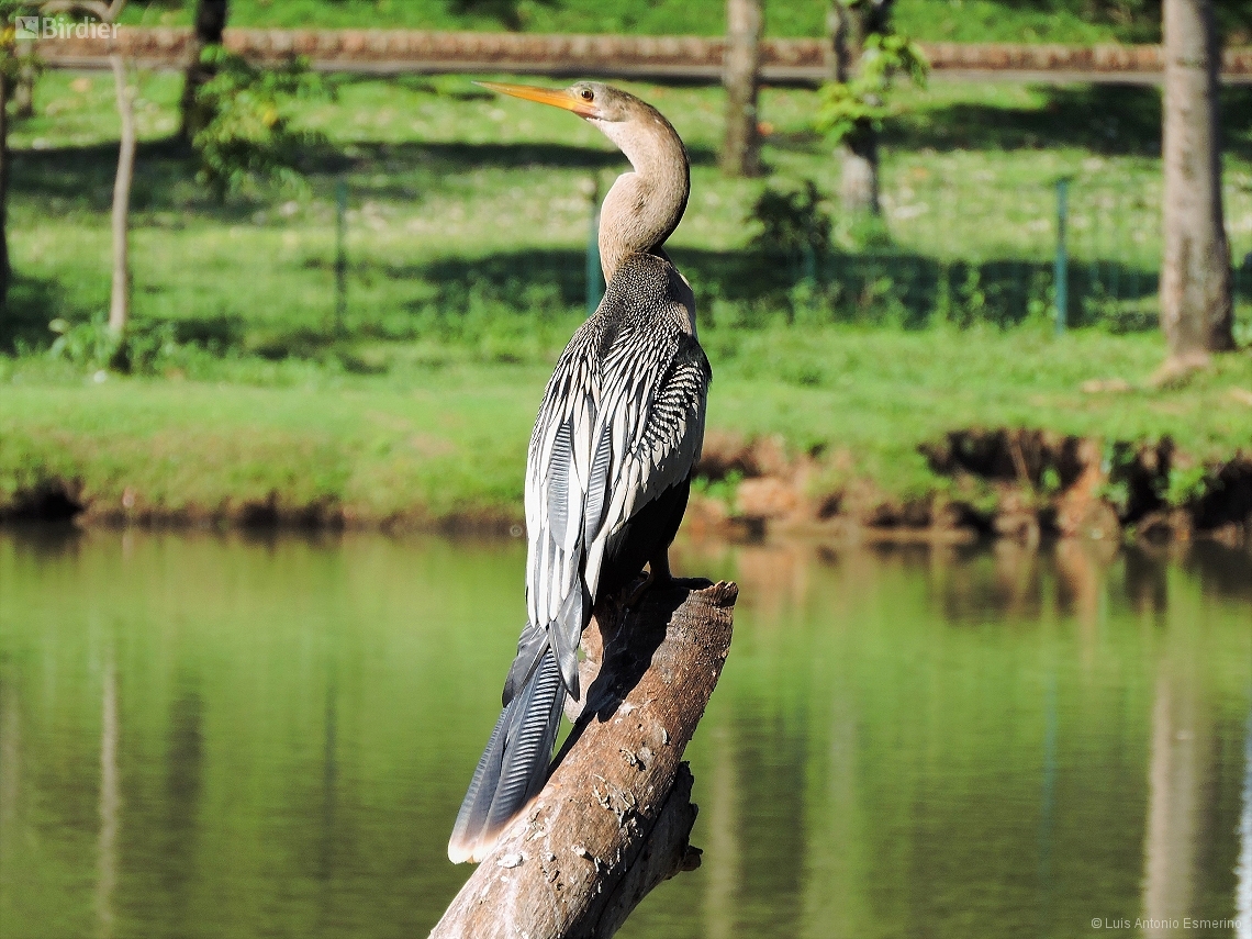 Anhinga anhinga