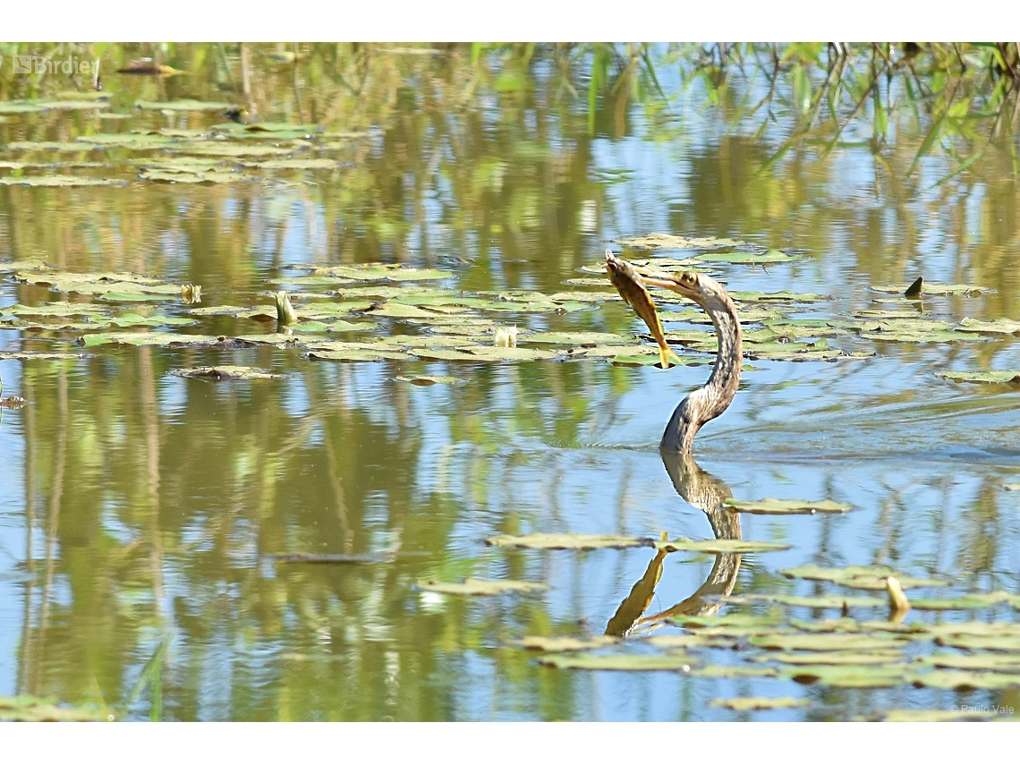 Anhinga anhinga