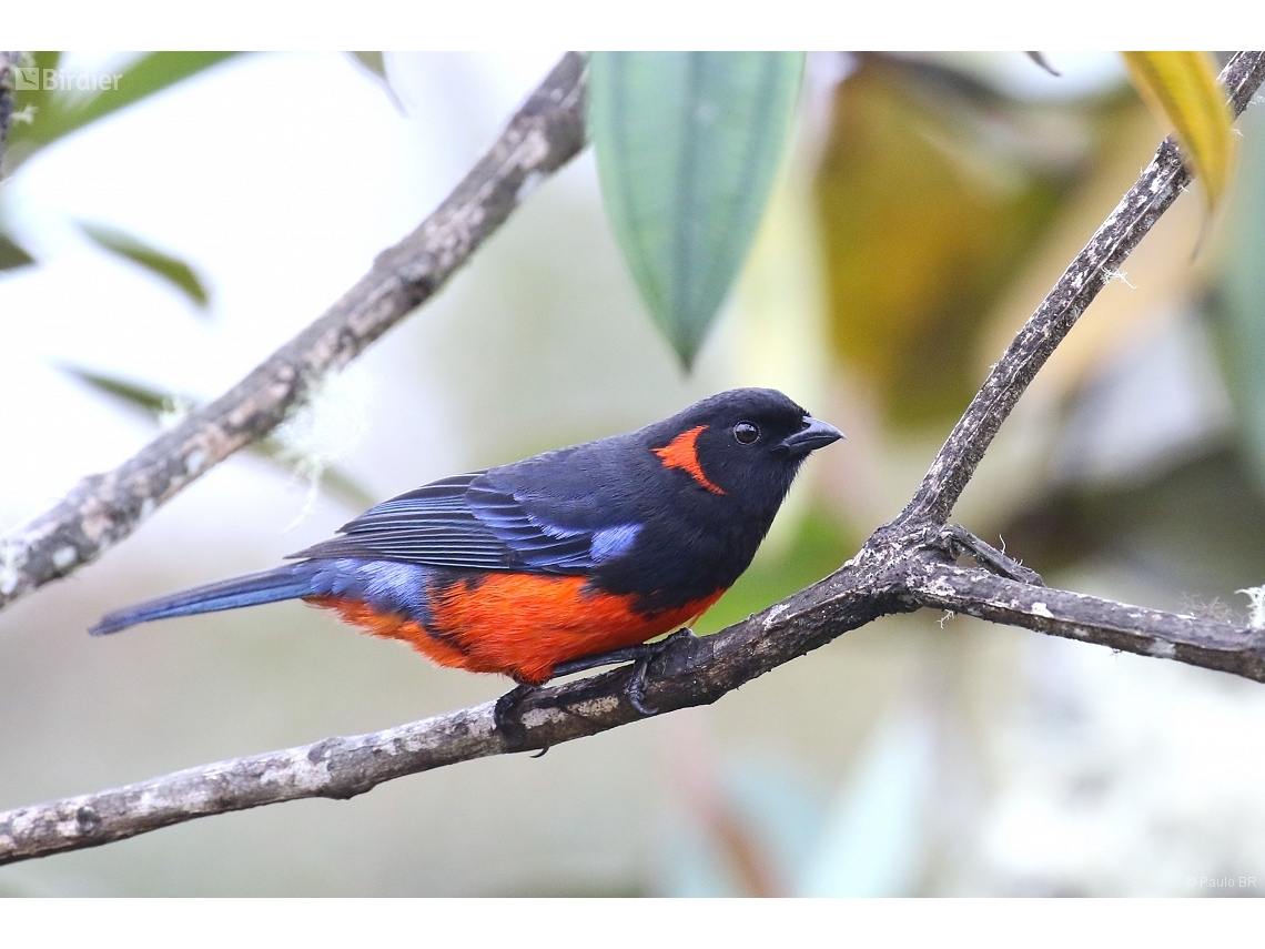 Anisognathus igniventris