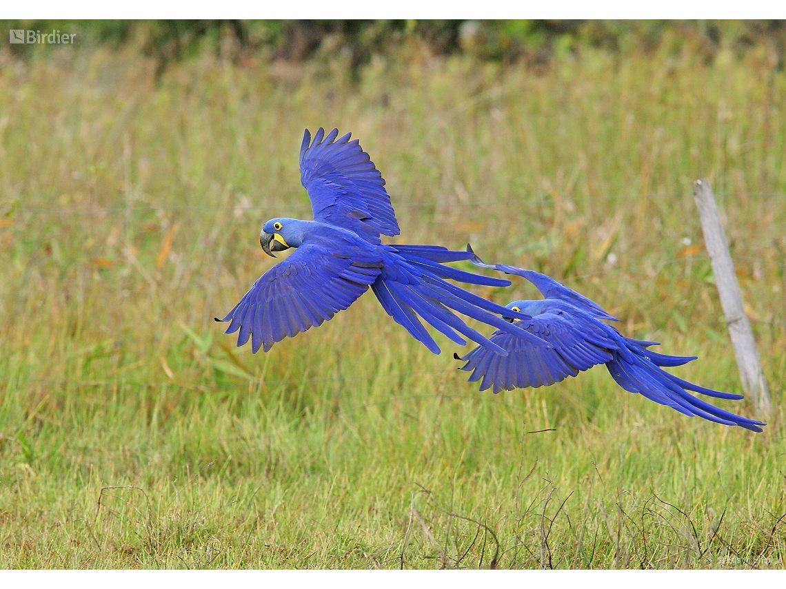 Anodorhynchus hyacinthinus