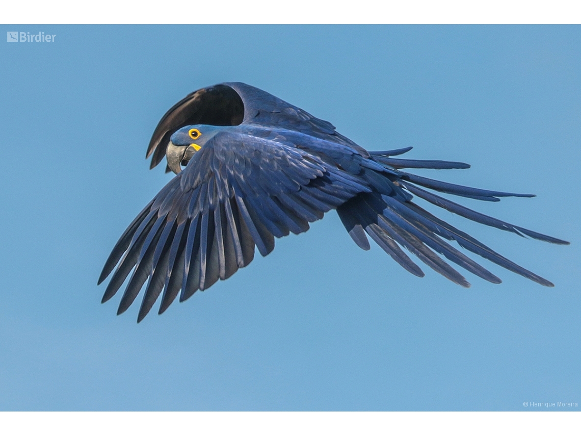 Anodorhynchus hyacinthinus