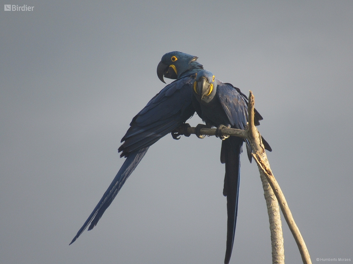 Anodorhynchus hyacinthinus