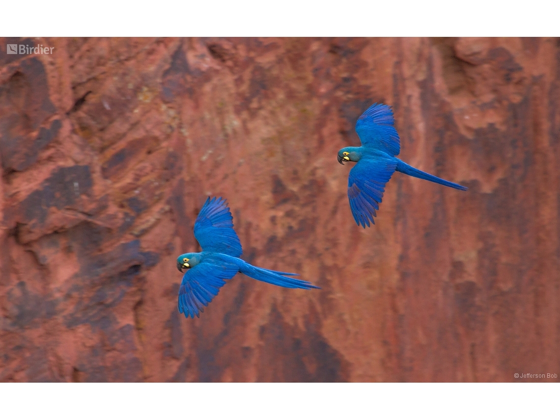 Anodorhynchus leari