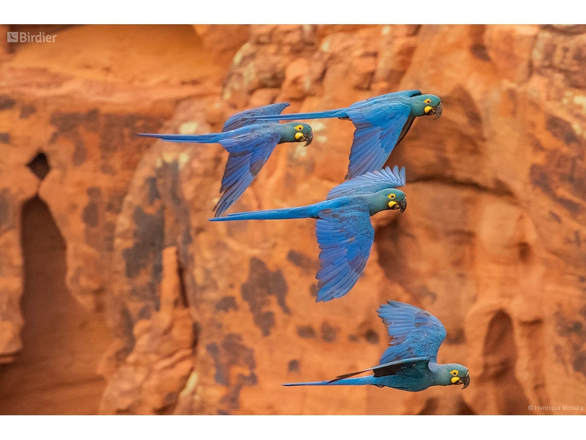 Anodorhynchus leari