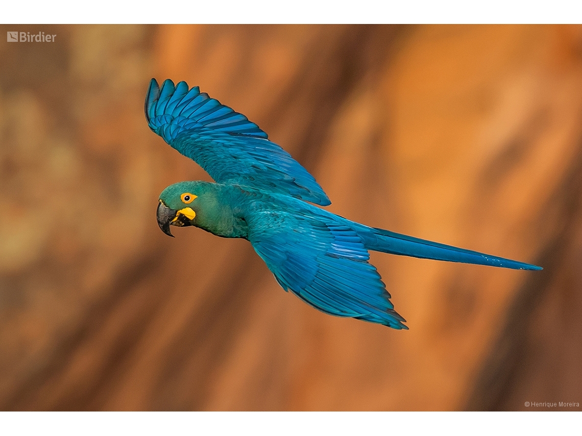 Anodorhynchus leari