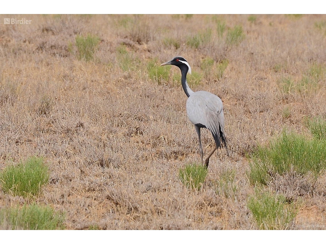 Grus virgo