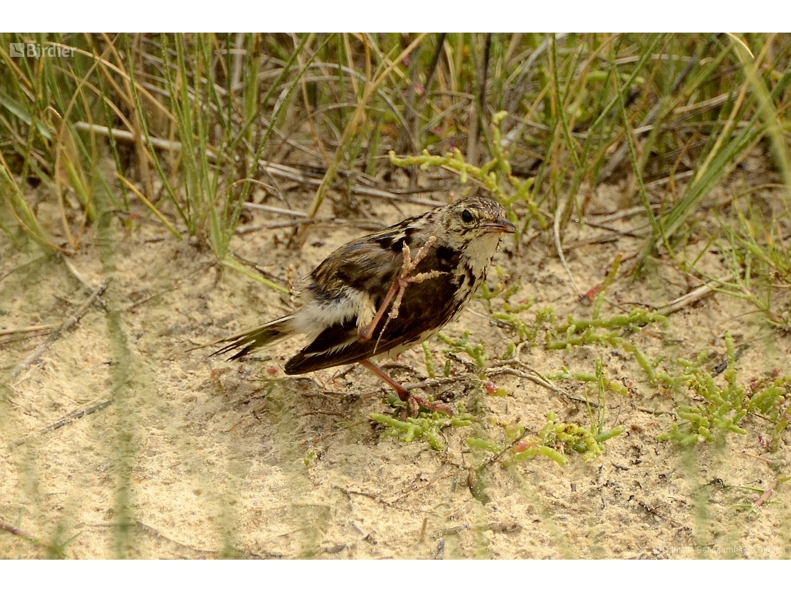 Anthus correndera