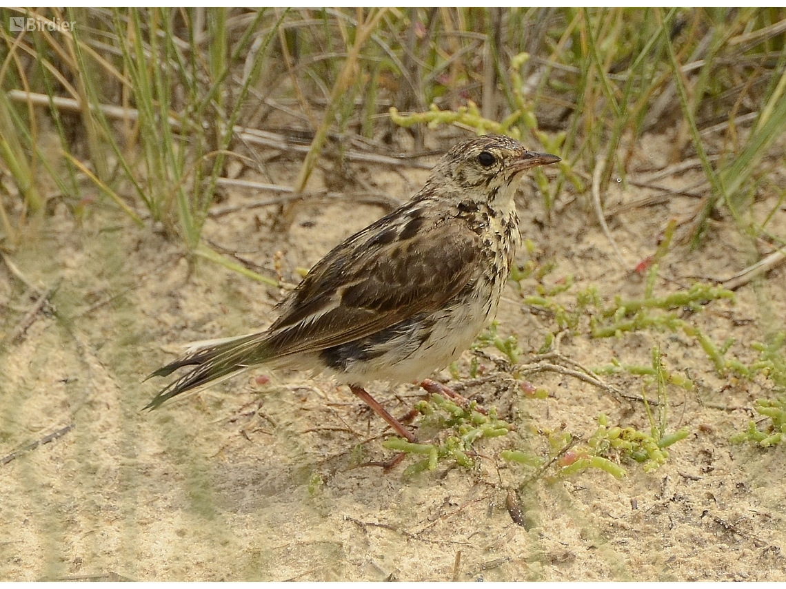 Anthus correndera