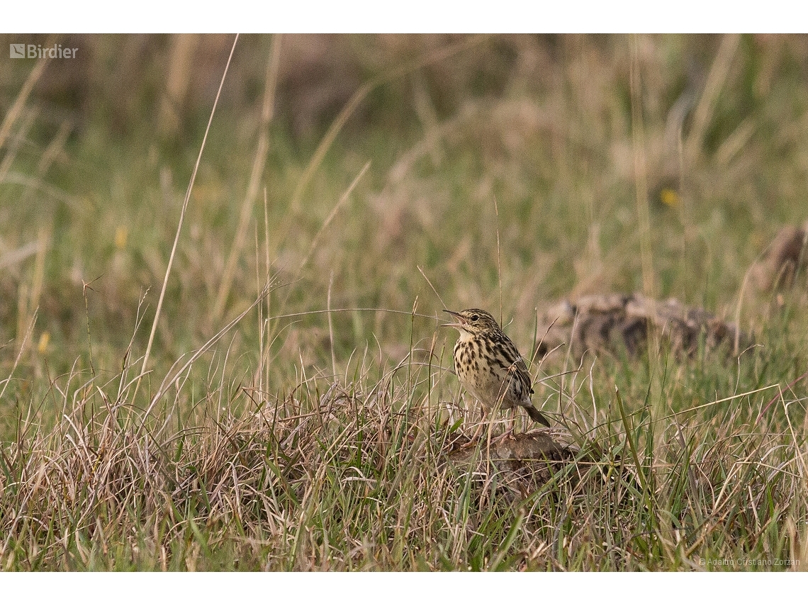 Anthus correndera