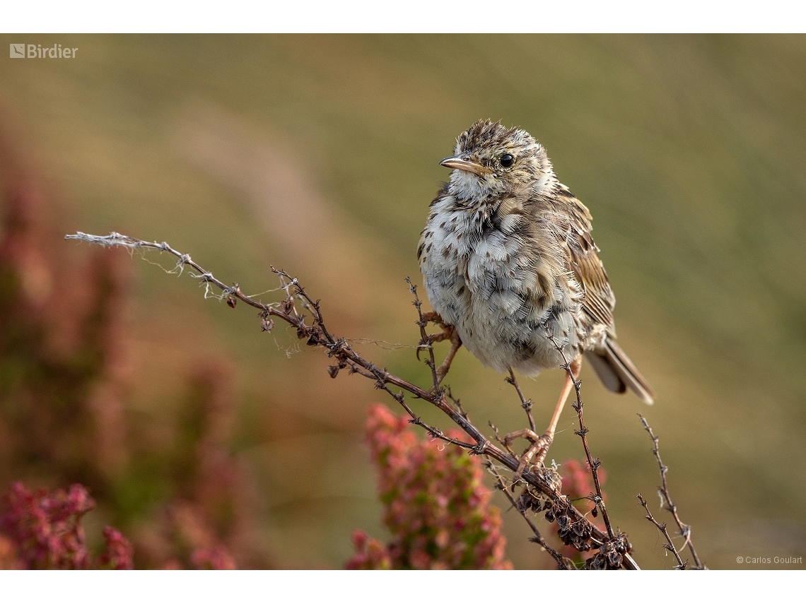 Anthus correndera