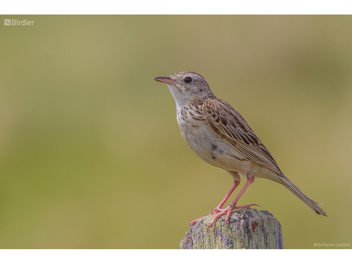 Anthus furcatus