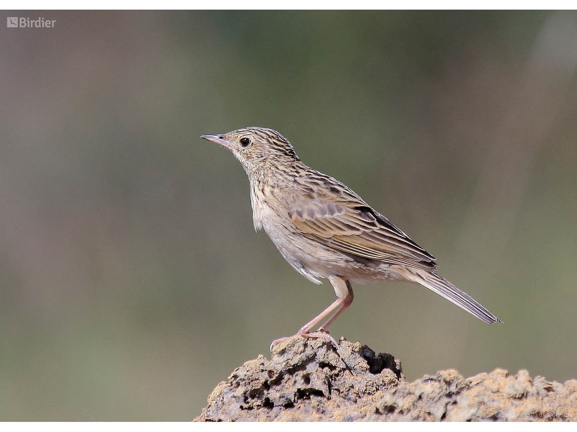Anthus hellmayri