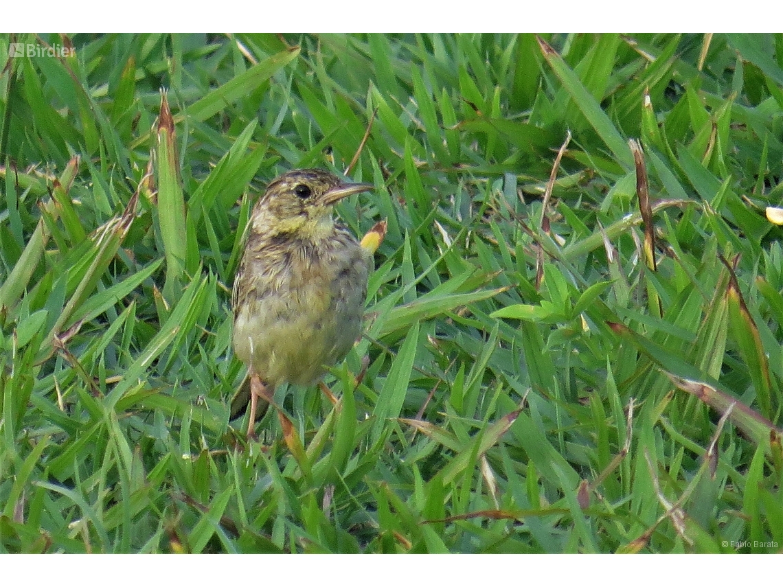 Anthus chii