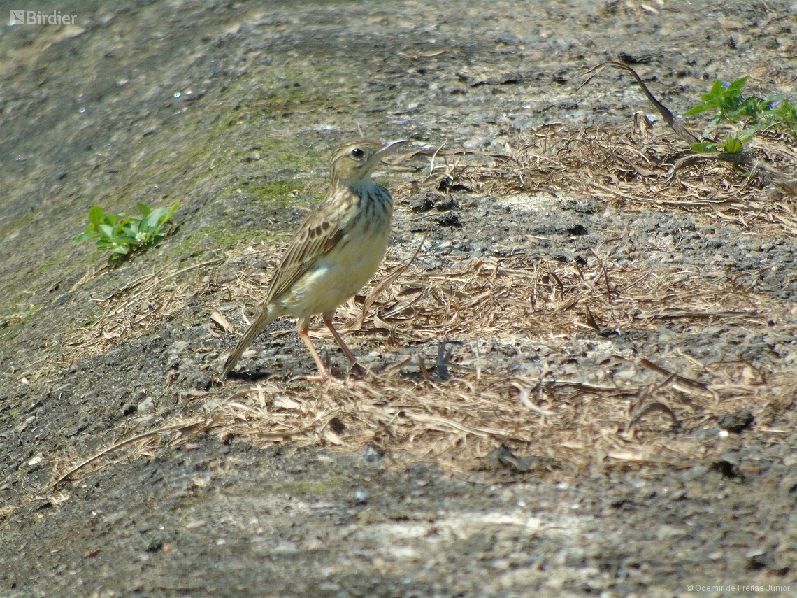 Anthus chii