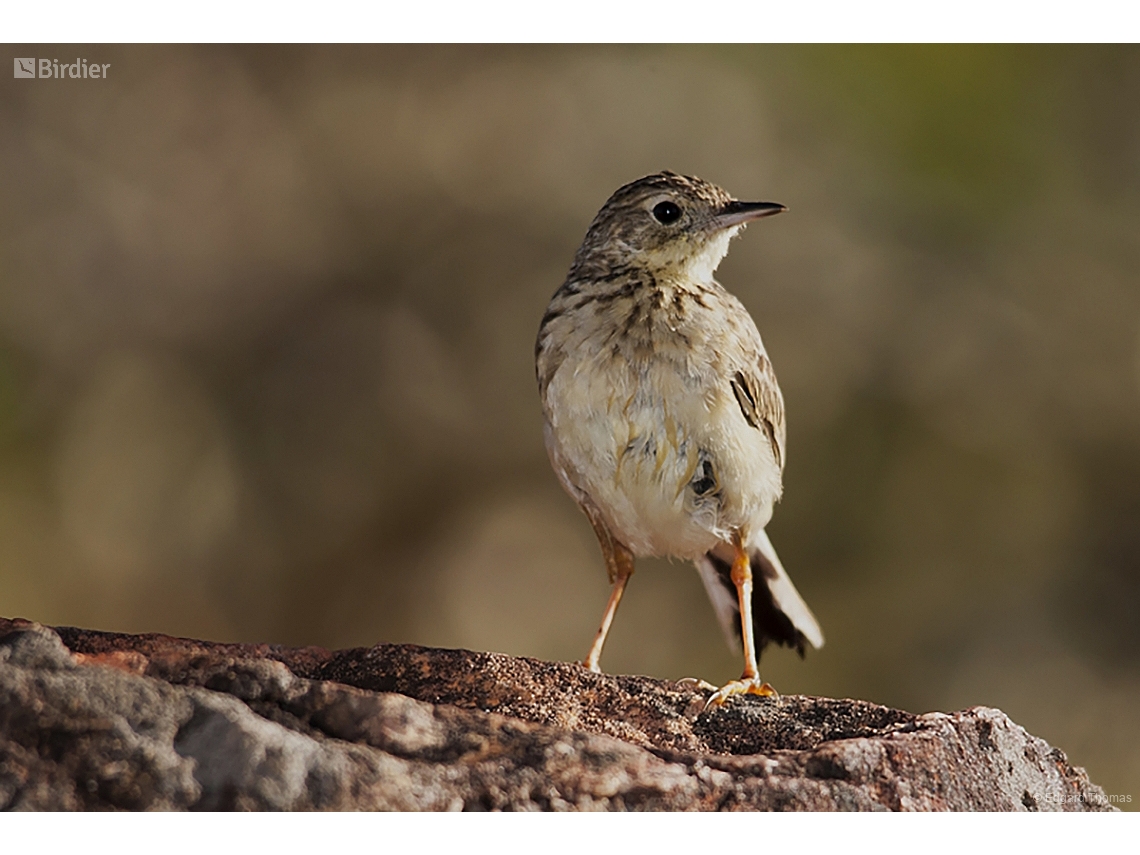 Anthus chii