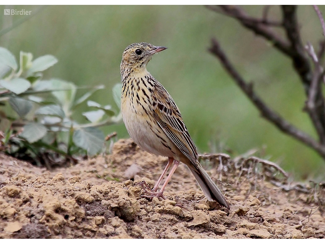Anthus nattereri