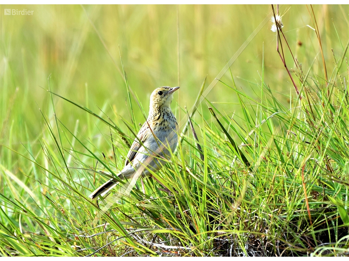 Anthus nattereri