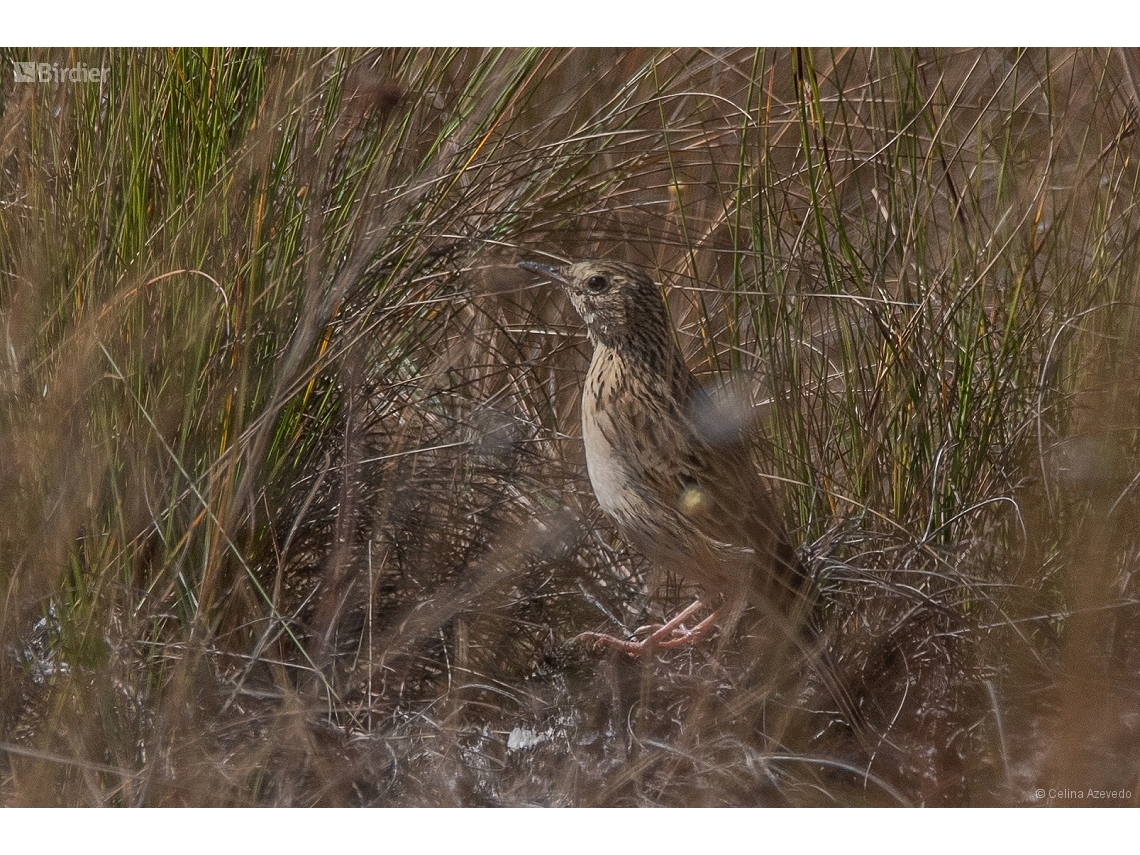 Anthus nattereri