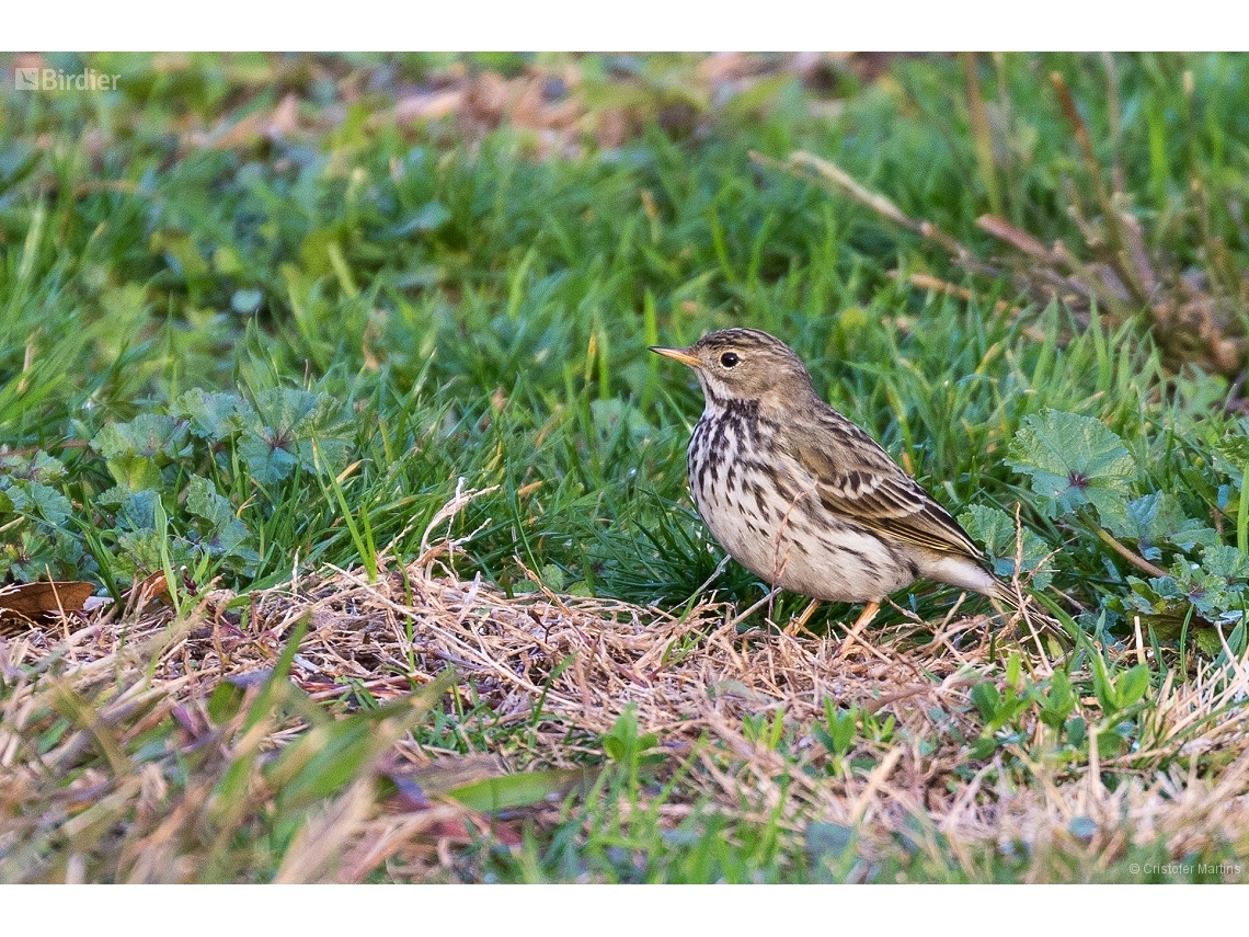 Anthus pratensis