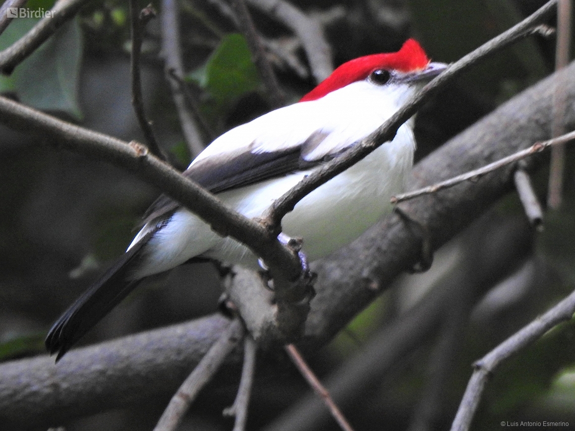 Chiroxiphia bokermanni