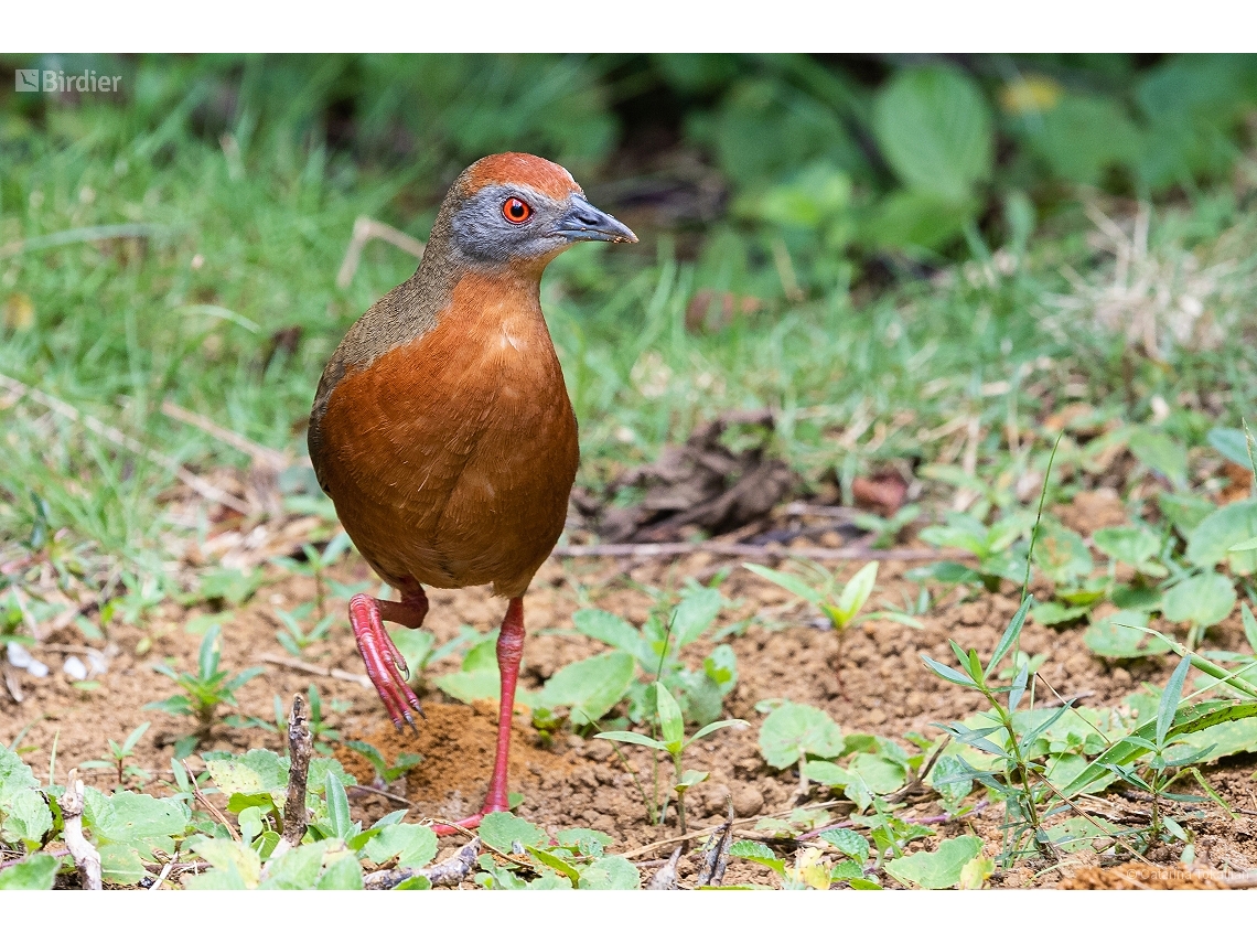 Rufirallus viridis