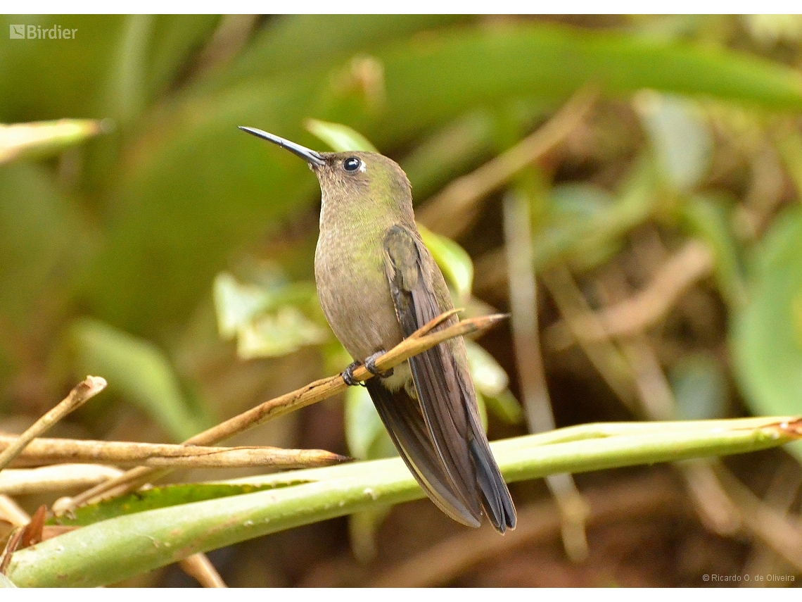 Eupetomena cirrochloris