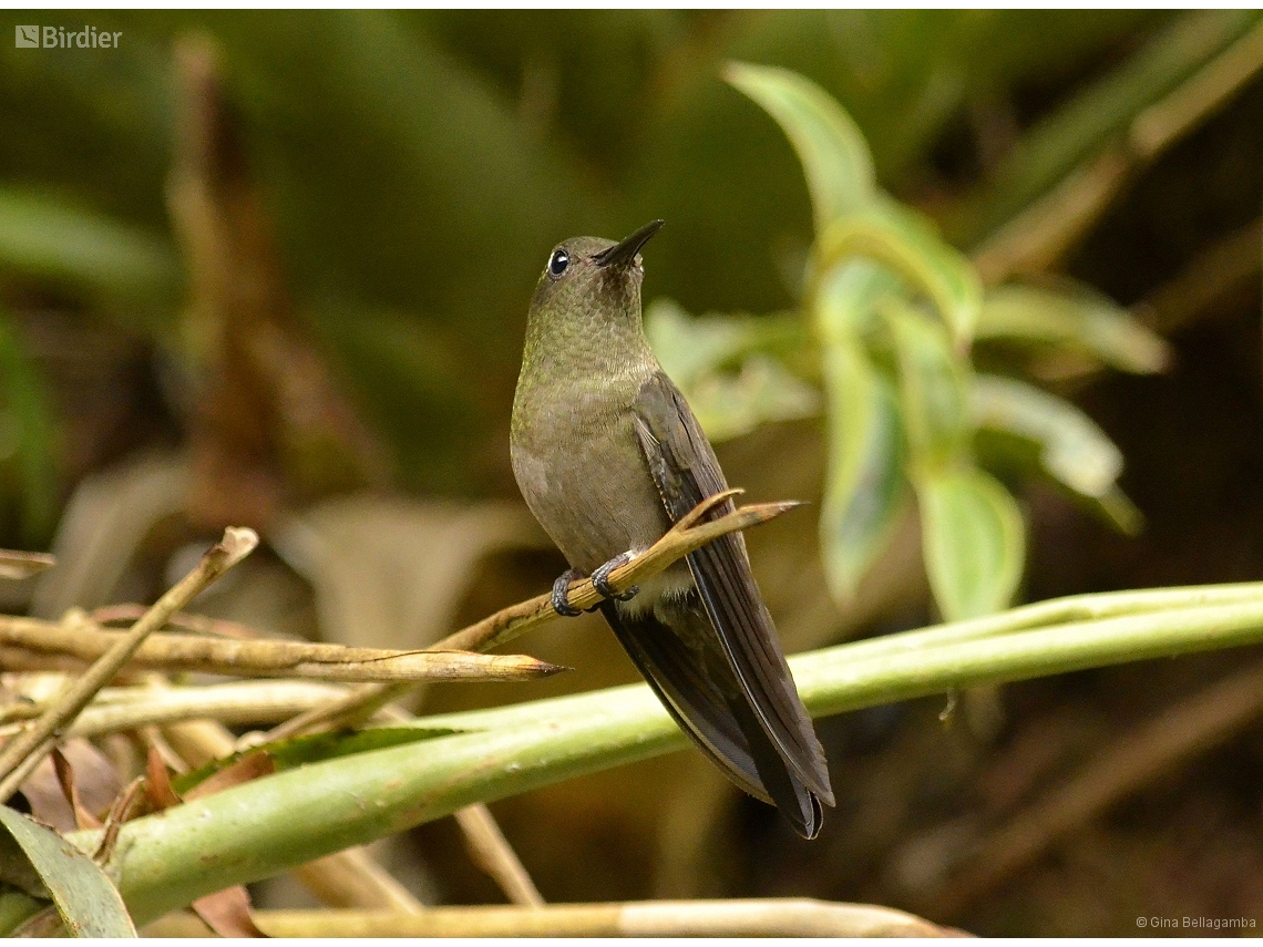 Eupetomena cirrochloris
