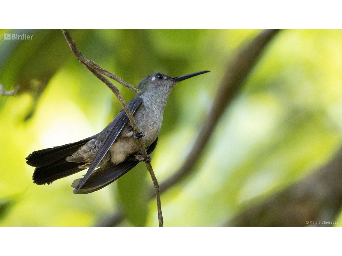 Eupetomena cirrochloris