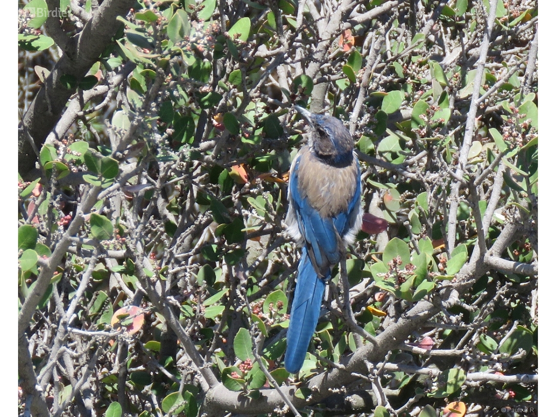 Aphelocoma californica