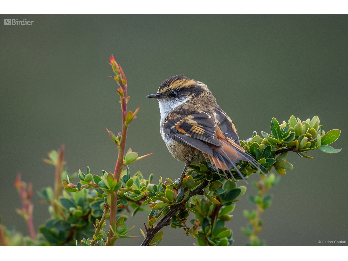 Aphrastura spinicauda