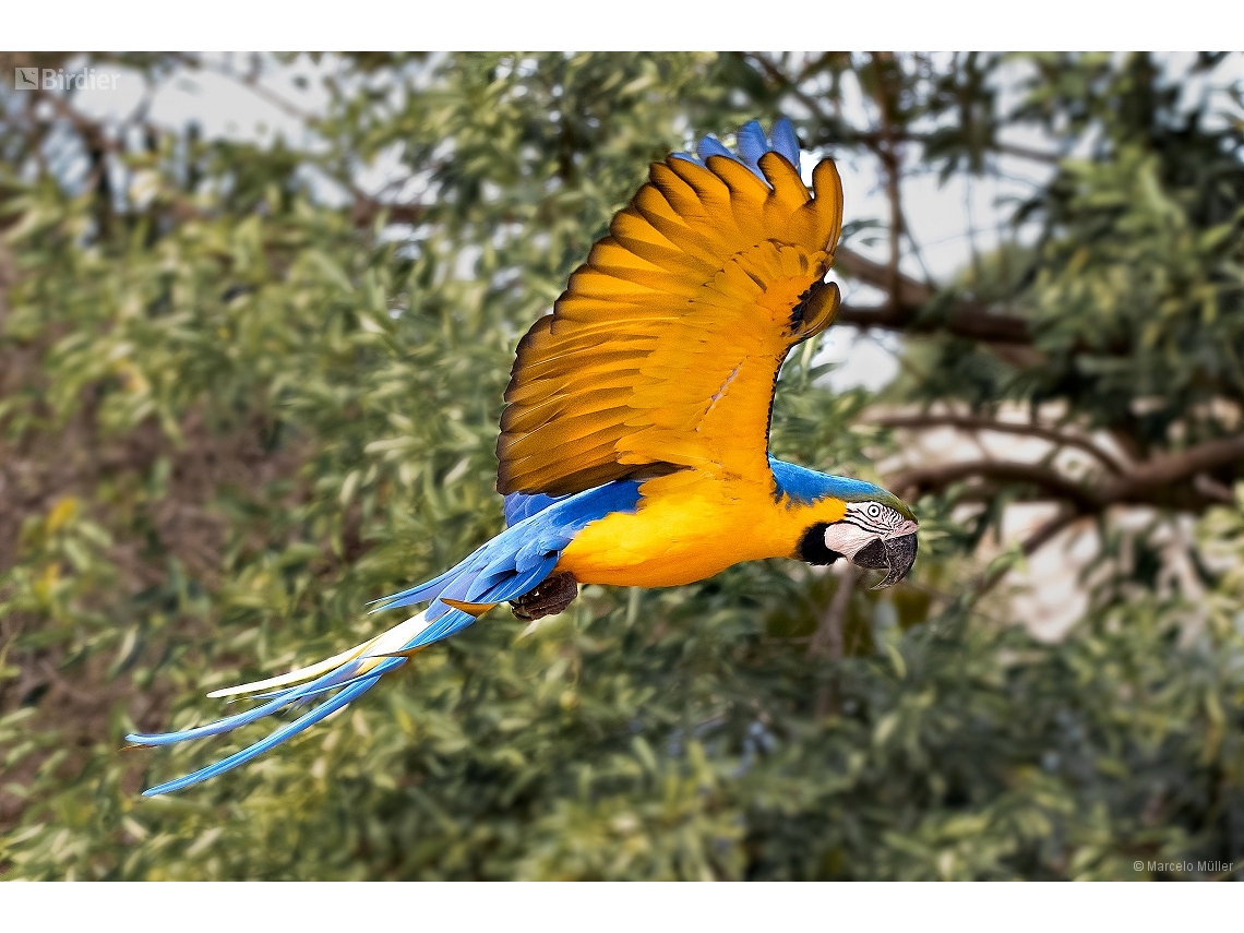Ara ararauna