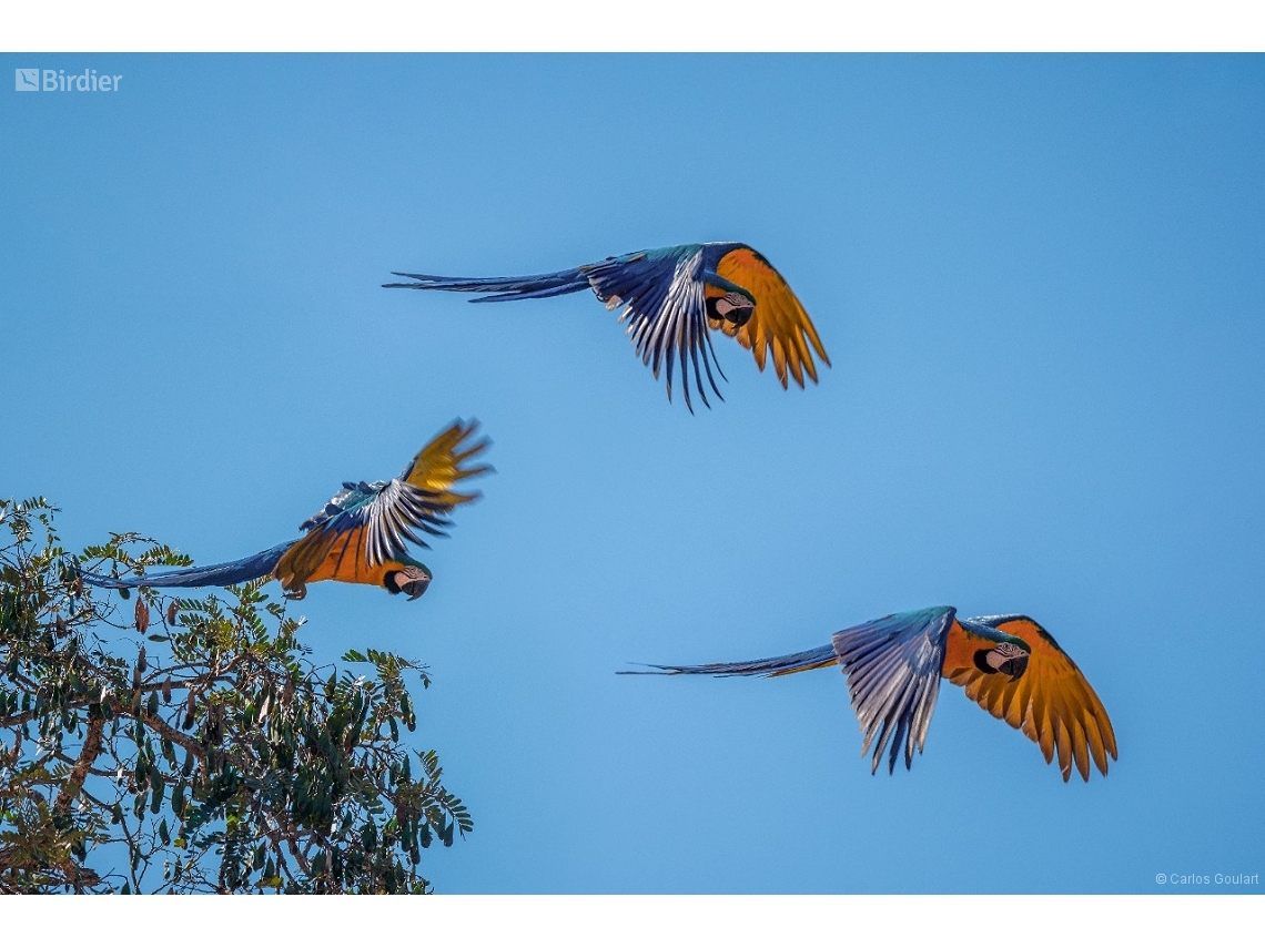 Ara ararauna