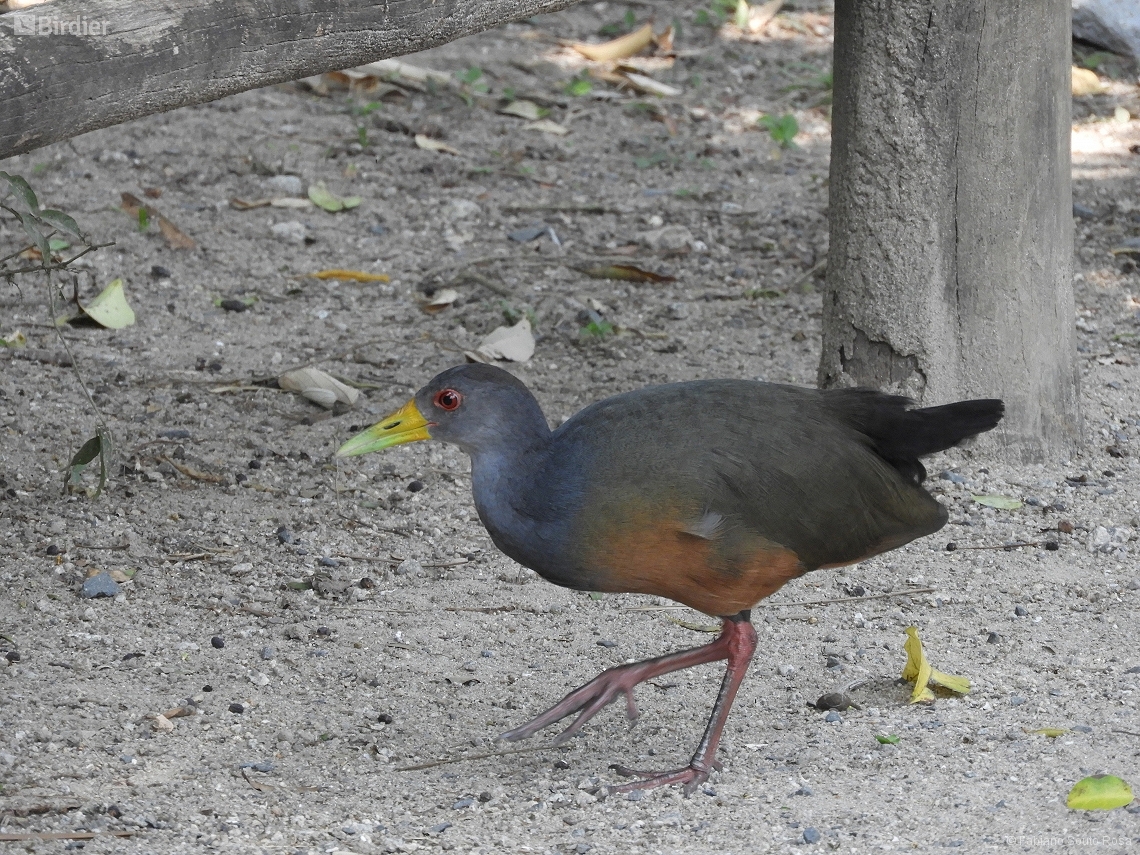 Aramides cajaneus